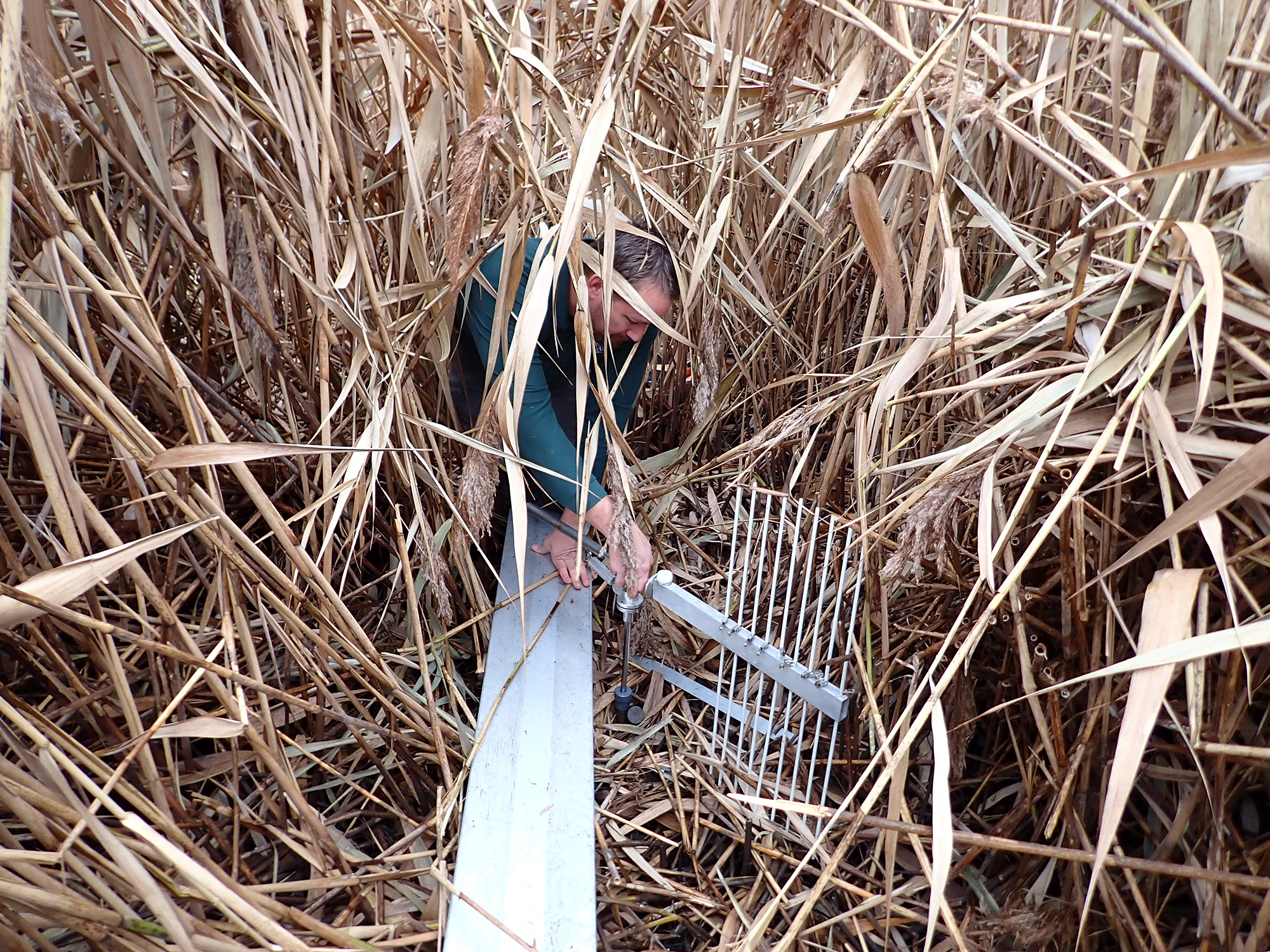 Measuring Sediment Elevation Change in the New Jersey Meadowlands